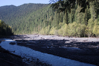 Scenic view of river flowing through forest