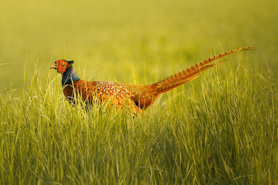 Close-up of bird on field