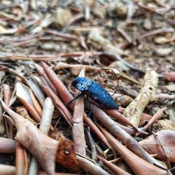 High angle view of insect on dry land