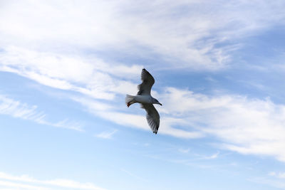 Low angle view of seagull flying in sky