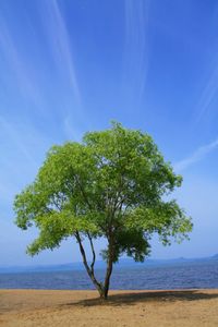 Tree on beach against sky