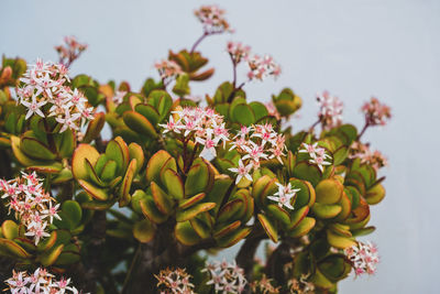 Close-up of plant