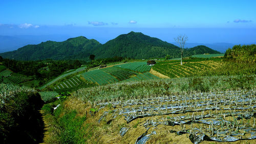 Scenic view of agricultural field against sky