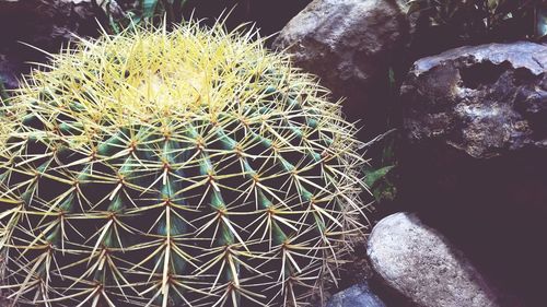 Close-up of cactus