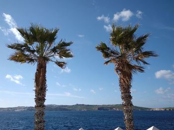 Palm tree by sea against sky