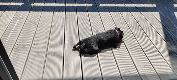 High angle view of a dog on footpath