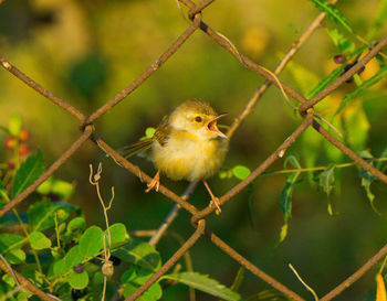 Close-up of bird perching on chainlink fence