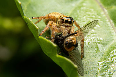 Close-up of spider