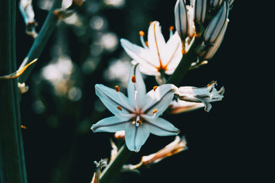 Close-up of white flowering plant