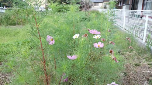 Flowers blooming on field