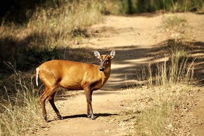 Side view of muntjac deer standing on field