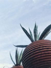 Close-up of succulent plant against sky