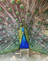 Portrait of peacock