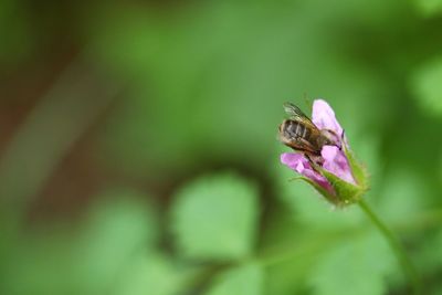 Close-up of insect on purple flower