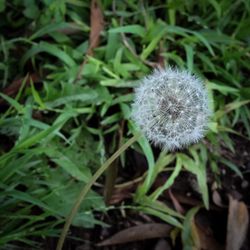 Close-up of dandelion flower on field