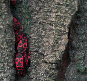 Close-up of red hanging on tree trunk