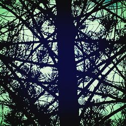 Low angle view of tree against sky