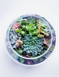 Directly above shot of salad in bowl