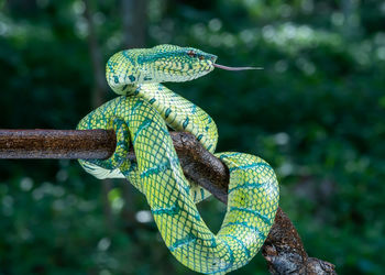 Close-up of green snake