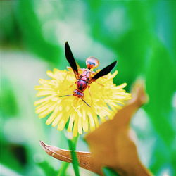 Close-up of bee pollinating on yellow flower