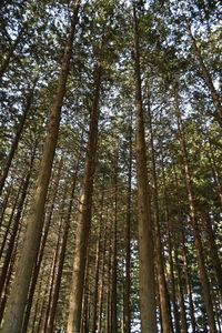 Low angle view of bamboo trees in forest