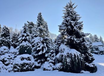 Low angle view of trees against sky