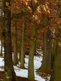 Trees in forest