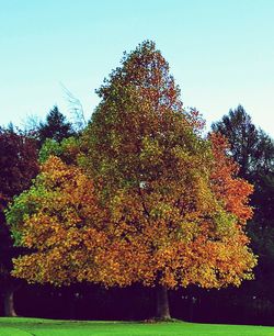 Autumn tree against clear sky