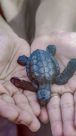 Close-up of human hand holding small