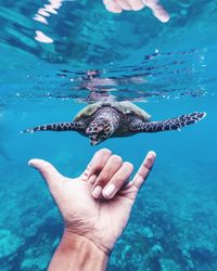 Cropped hand showing shaka sign by turtle in sea