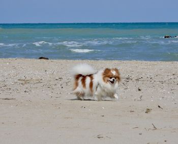 Dog  on beach