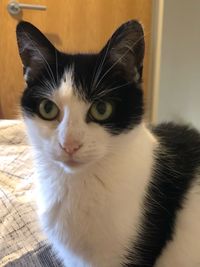 Close-up portrait of cat at home