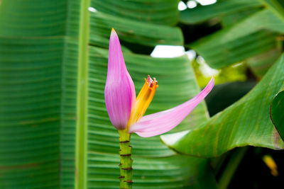 Close-up of pink flowering plant leaves