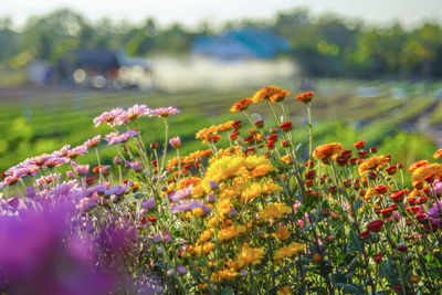 Close-up of purple flowering plant on field