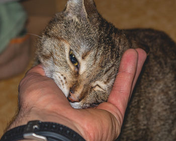 Midsection of person holding cat