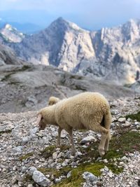 Sheep walking on mountain