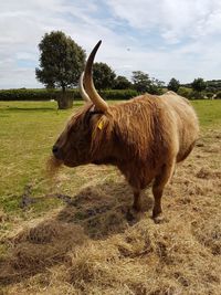 Animal grazing on field against sky