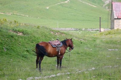 Horse standing on field