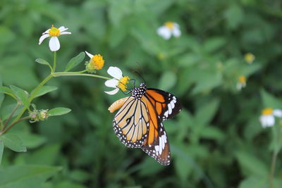 Close-up of butterfly pollinating on flower