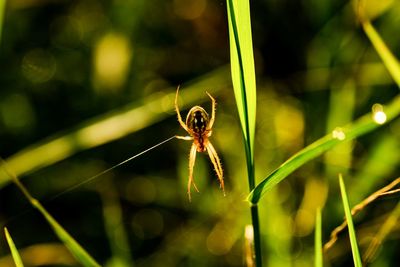 Close-up of spider on web