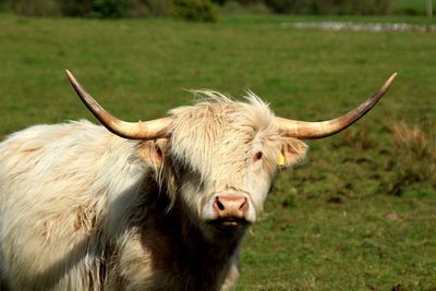 A white highland cow, dumfries, scotland.