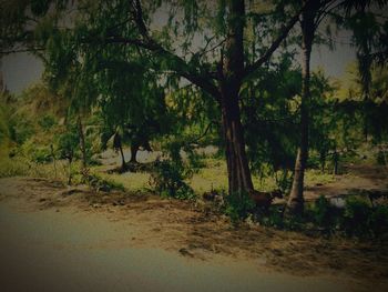 People walking in forest