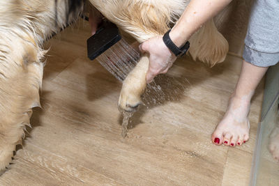 A woman washes the dirty paws of a young golden retriever standing in a shower on ceramic tiles.