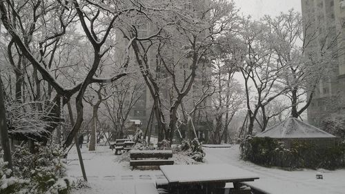 Bare trees on snow covered field by houses