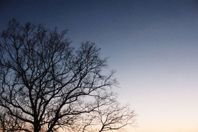 Low angle view of bare tree against sky