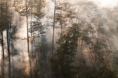 Digital composite image of pine trees in forest