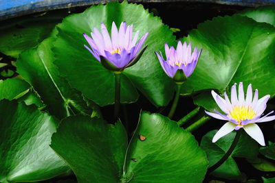 Close-up of lotus water lily