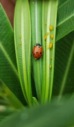 Close-up of ladybug on leaf