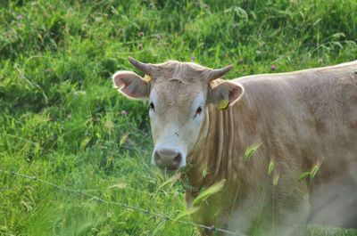 Front view of a cow looking at camera