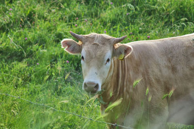 Portrait of cow on field